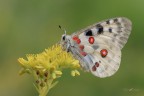 Parnassius-apollo_DSC8358 Parnassius-apollo_DSC8358
