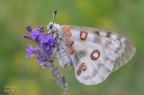 Parnassius apollo Parnassius apollo