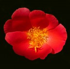 *** Nostalgia rossonera ***