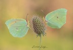 Gonepteryx rhamni ² (Linnaeus, 1758) Gonepteryx rhamni ² (Linnaeus, 1758)