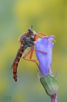 Diptera Diptera