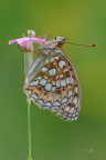 Argynnis-niobe_DSC8309