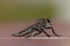 Neoitamus cyanurus Neoitamus cyanurus