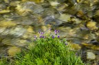Fiori di montagna Fiori di montagna