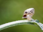 Micromondo Micromondo