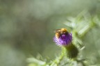macro_orizz macro_orizz