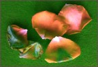 Petali.