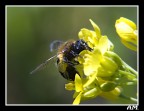 ape su fiore ape su fiore