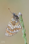 Melitaea phoebe