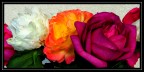 Rose.. Rose..