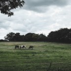 Stock, Essex, UK, August 2019