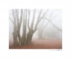 Ghost in the woods Ghost in the woods