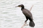 Cormorano