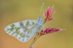 Pontia Edusa Pontia Edusa