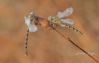 Onychogomphus uncatus� (charpentier, 1840)