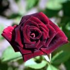 Rosa 4