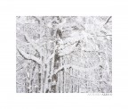 Snow fairy