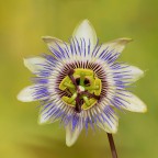 Passiflora Passiflora