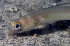 Piccolo grongo delle baleari Piccolo grongo delle baleari