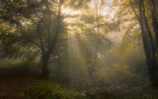 SECRET FOREST SECRET FOREST