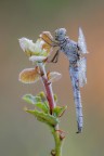 Orthetrum coerulescens anceps- Orthetrum coerulescens anceps-