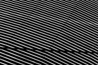 Optical Illusion Optical Illusion