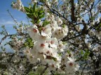 Mandorlo in fiore