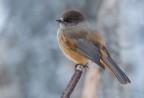 Ghiandaia siberiana Ghiandaia siberiana