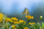 In blue In blue