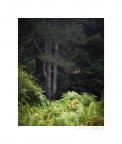 Lost tree