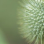 A maturazione spara i suoi semi lontano dalla pianta,e per questo ho eliminato la Datura dal mio giardino...mio malgrado,perch� i suoi fiori sono bellissimi,ma � molto invasivo e i semi sono velenosi...

F4
1/30 sec
iso 100
90mm