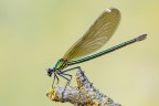 Calopteryx splendens Calopteryx splendens