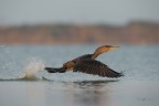 Cormorano-allo-stacco_DSC1891