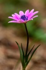Eleganza nel bosco Eleganza nel bosco