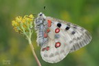 Parnassius apollo Parnassius apollo