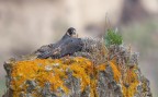 Sguardo in camera