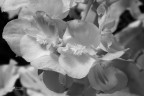 Infrared-flawers-DSC_4916