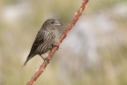 Crociere (Loxia curvirostra) Crociere (Loxia curvirostra)