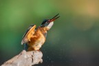 La srollata della Martina La srollata della Martina
