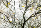 Coriandoli d'Autunno