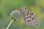 Argynnis niobe Argynnis niobe
