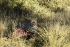 Leopardo Leopardo