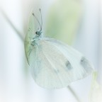 Questa farfalla l'ho trovato su un muro bianco....la qualit� � pessima,per� cercando il nome ho trovato questa legenda bellissima.....