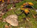 Autunno
