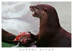 Hungry Otter