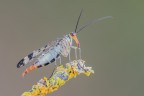 Mosca scorpione
