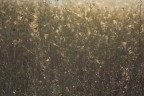Golden texture Golden texture