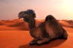In the Desert In the Desert