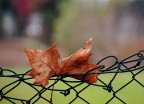 autunno autunno