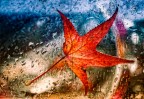 l'autunno con i suoi colori.. l'autunno con i suoi colori..